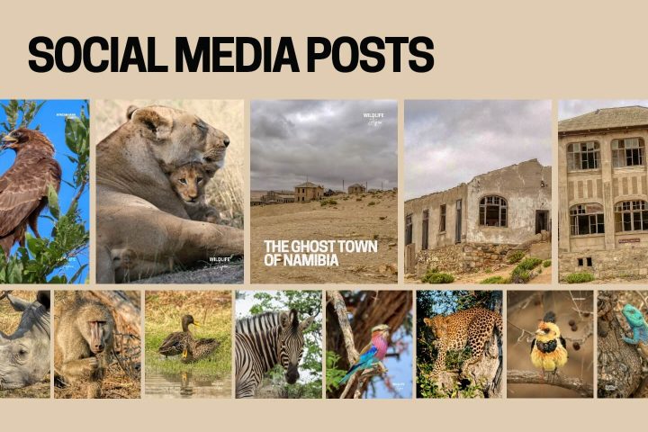 Wildlife in Africa_Brand Guideline_page 4