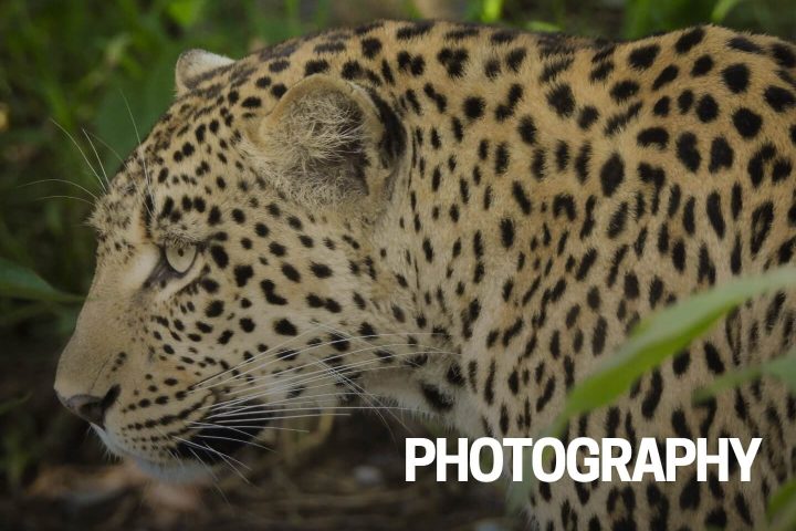 Wildlife in Africa_Brand Guideline_page 6