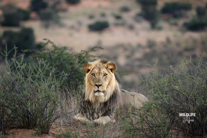 Wildlife in Africa_Brand Guideline_page 7