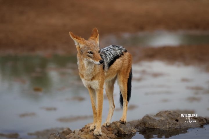 Wildlife in Africa_Brand Guideline_page 8